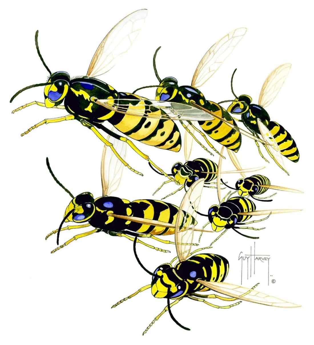 YELLOW JACKETS
